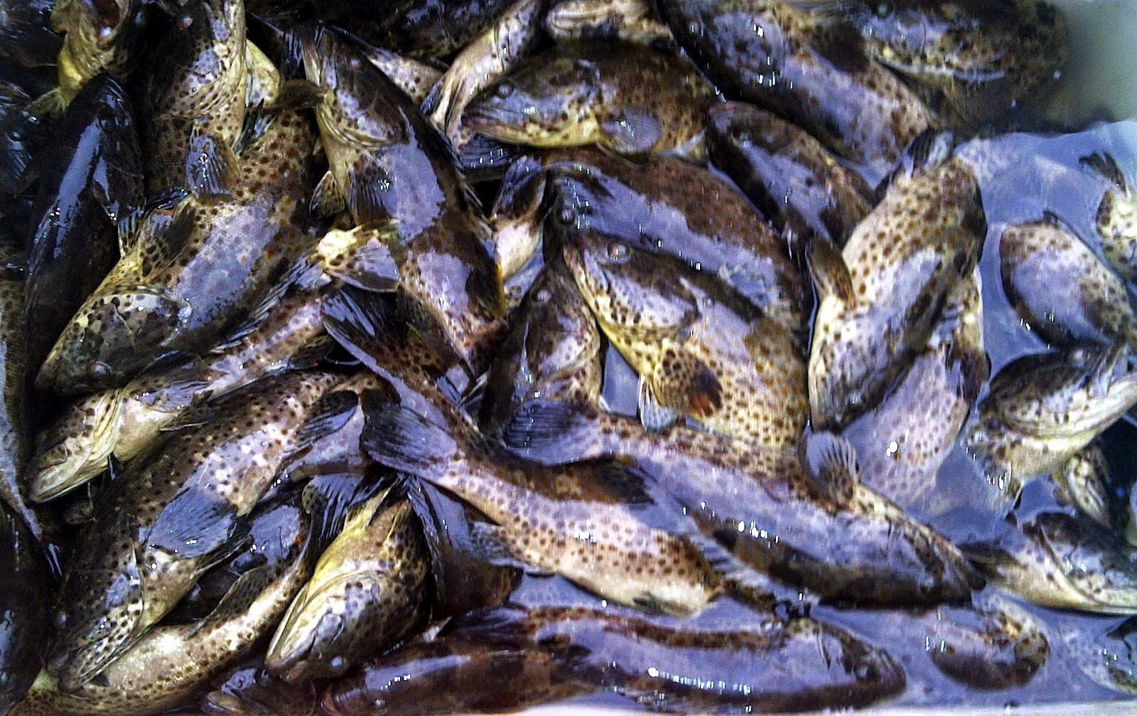 thumb Panen Ikan Kerapu Melimpah, Warga Mentuda Rasakan Dampak Ekonomi Positif